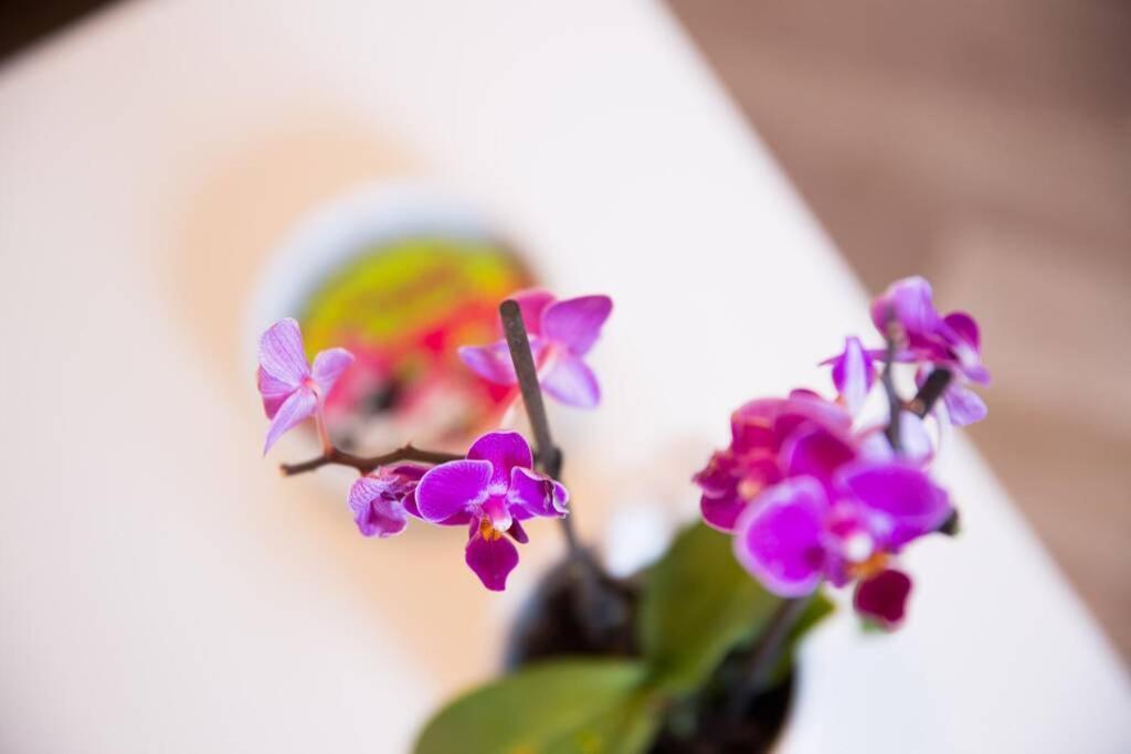 A Bright Hideaway Apartment ดูบรอฟนิก ภายนอก รูปภาพ